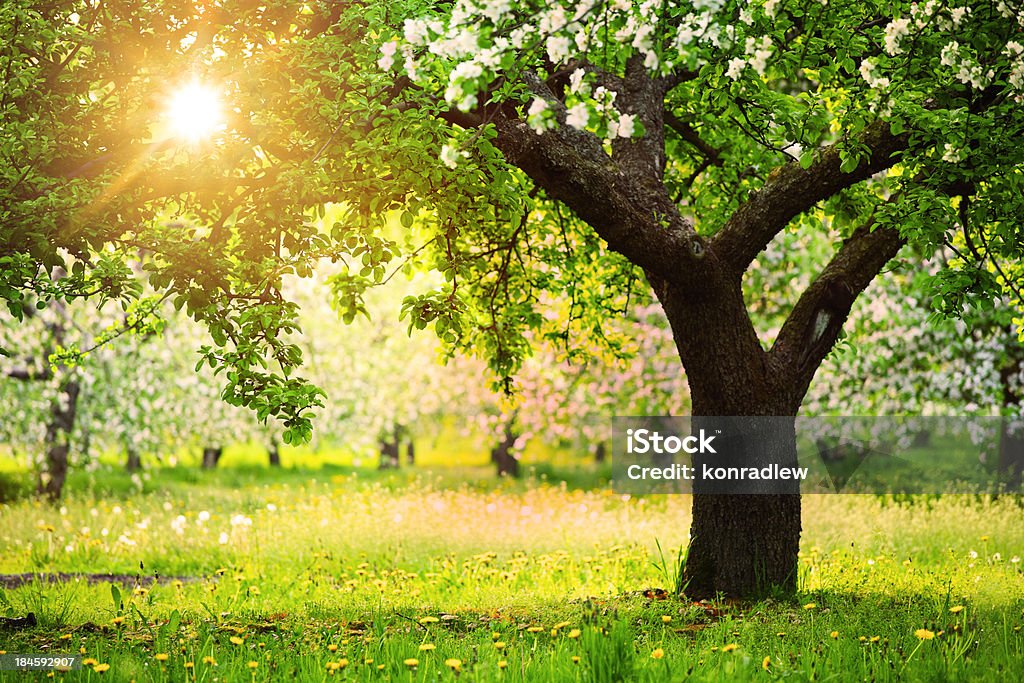 Soleil brille à travers les arbres en fleur - Photo de Verger libre de droits