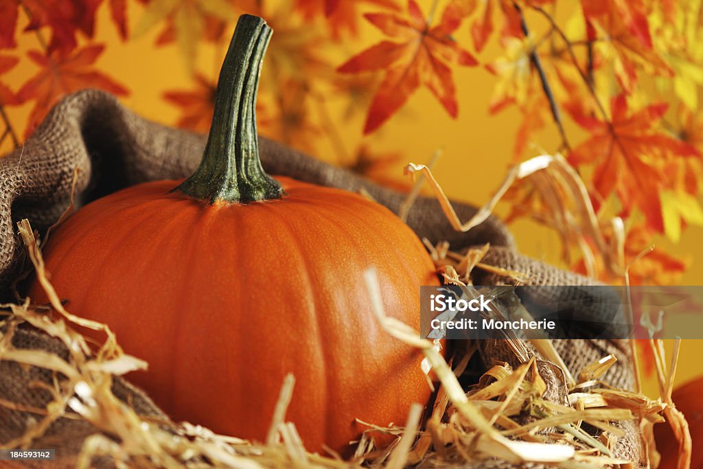 Decoração de Outono - Royalty-free Abóbora de Inverno Foto de stock
