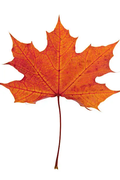 Photo of Maple leaf.