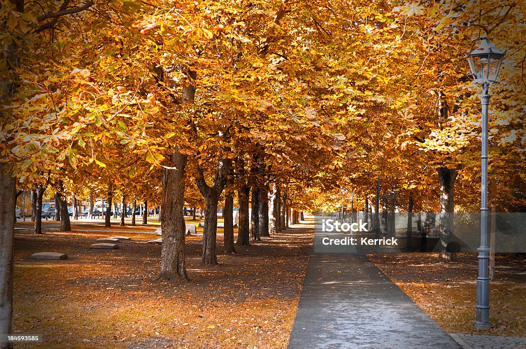 Herbst in chestnut alley - Lizenzfrei Baum Stock-Foto