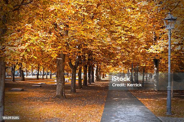 Herbst In Chestnut Alley Stockfoto und mehr Bilder von Baum - Baum, Blatt - Pflanzenbestandteile, Deutschland