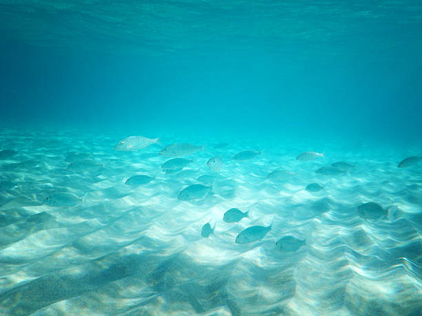 istock Fish in the sunny sea water 184593618