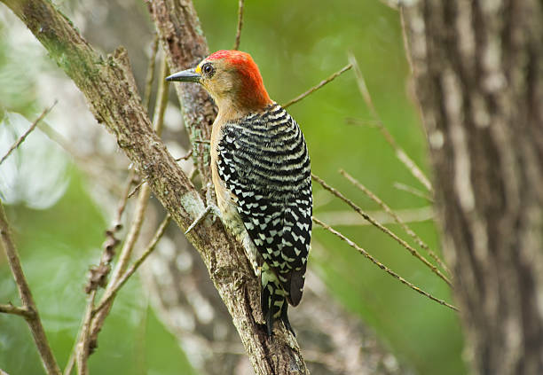 istock Woodpecker Garden Tobago 184593722