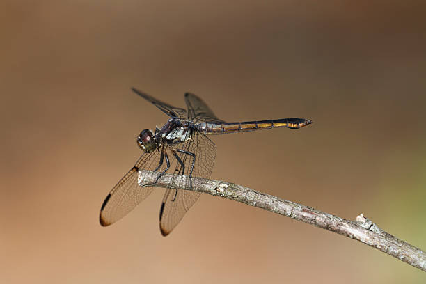 istock Slaty Skimmer Dragonfly (Libellula Incesta) 184593839
