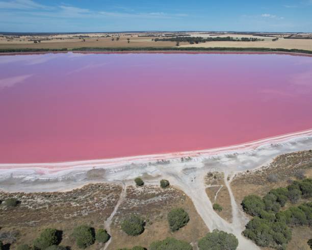 istock Pink Lake in Australia 1845938706