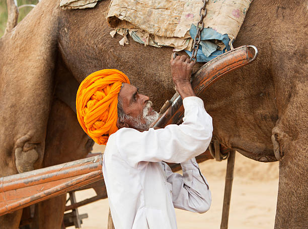 istock Old Indian man putting a cart to his camel. 184593874