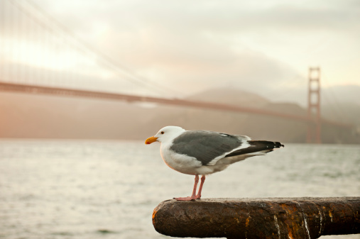 A seagull is standing on a dock with the Golden Gate Bridge out of focus behind it. The sun is setting, casting a warm glow on the front of the bird. 