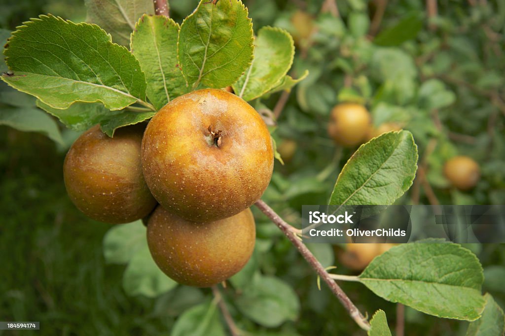 Manzanas Golden Russet. - Foto de stock de Agricultura libre de derechos