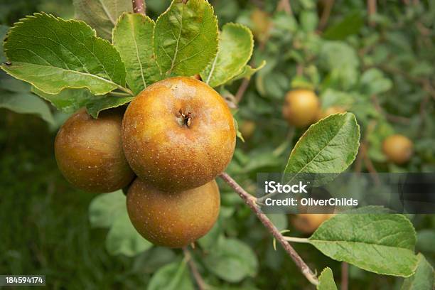 ゴールドルセットリンゴます - カラー画像のストックフォトや画像を多数ご用意 - カラー画像, リンゴ, リンゴの木
