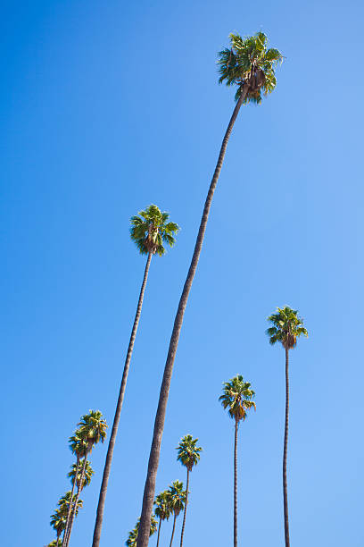istock Palm Trees in Los Angeles 184594416