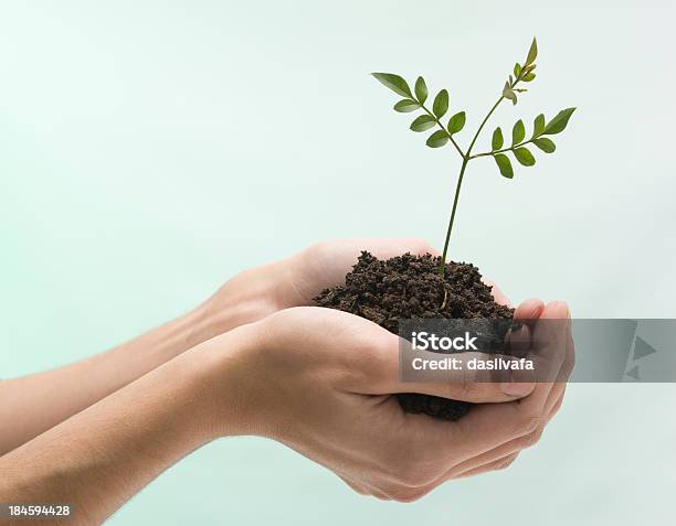 Nuova Vita In Palms - Fotografie stock e altre immagini di Accudire - Accudire, Agricoltura, Colore verde