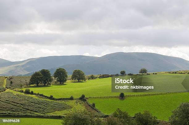Photo libre de droit de Vert Pâturage Au Pays De Galles banque d'images et plus d'images libres de droit de Agriculture - Agriculture, Brecon Beacons, Couleur verte