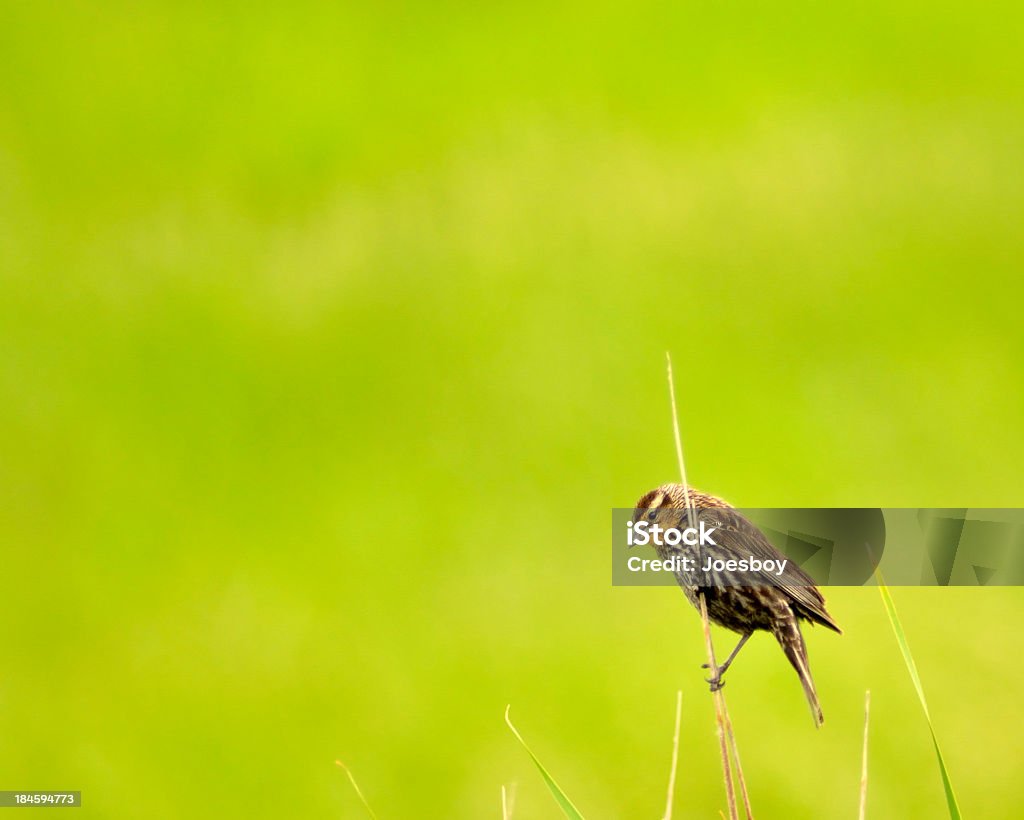 Hembra mirlo de ala roja, Agelaius phoeniceus, por Reed - Foto de stock de Aire libre libre de derechos