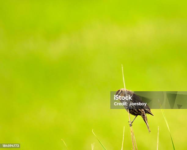 Hembra Mirlo De Ala Roja Agelaius Phoeniceus Por Reed Foto de stock y más banco de imágenes de Aire libre