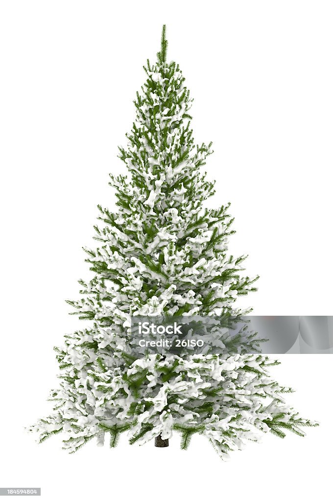 Weihnachten Baum, isoliert auf weiss mit Schnee (XXXL - Lizenzfrei Weihnachtsbaum Stock-Foto