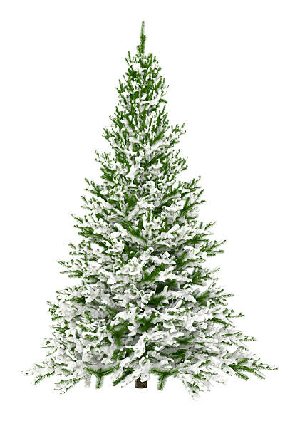 weihnachten baum, isoliert auf weiss mit schnee (xxxl - christmas tree christmas tree artificial stock-fotos und bilder