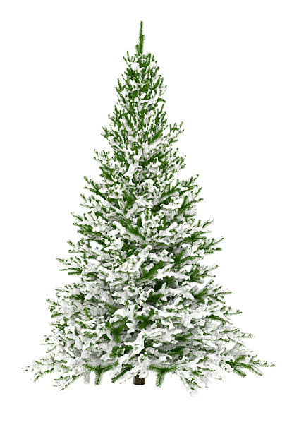 istock Christmas Tree Isolated on White with Snow (XXXL) 184594804
