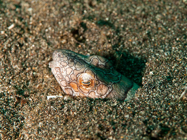 napolean snake aal-ophychthys bonaparti - napolean stock-fotos und bilder