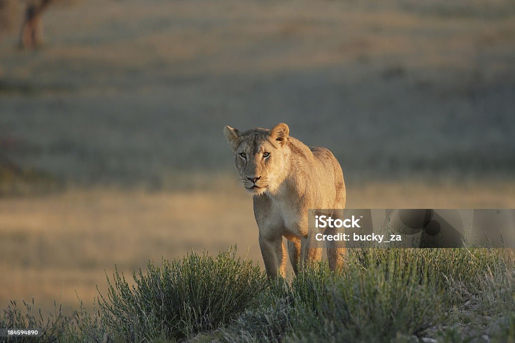 Löwin auf einem hohen Felsen oder hill, Blick nach vorn - Lizenzfrei Fels Stock-Foto