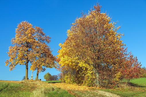 yellow deciduous trees autumn landscape view, cross between the trees