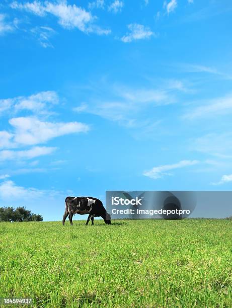 Cowmodo Di Dire Inglese - Fotografie stock e altre immagini di Bovino da latte - Bovino da latte, Zona erbosa, Agricoltura