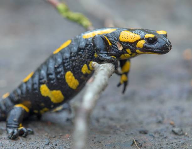 istock the fire salamander, in latin salamandra salamandra 1845950459