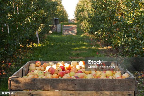 Apple Bin W Orchard - zdjęcia stockowe i więcej obrazów Skrzynia - Skrzynia, Jabłko, Sad jabłkowy