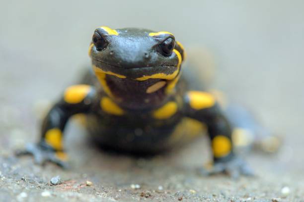istock the fire salamander, in latin salamandra salamandra 1845952018