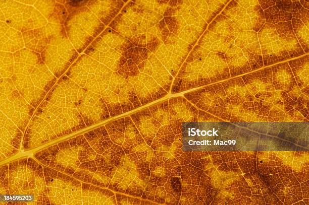 Foto de Detalhe De Folha De Uva Com Iluminação e mais fotos de stock de Amarelo - Amarelo, Antigo, Beleza natural - Natureza