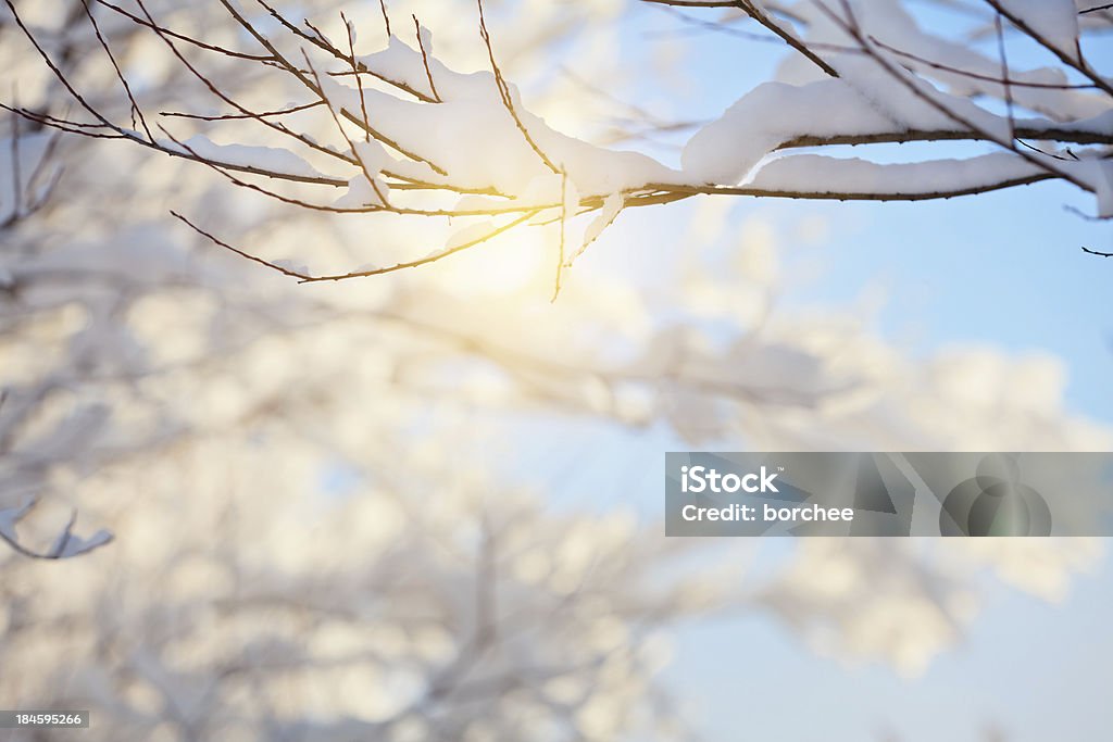 Winter branch - Lizenzfrei Ast - Pflanzenbestandteil Stock-Foto