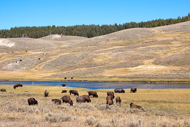 istock Buffalo or Bison Grazing Wilderness in Yellowstone 184595448