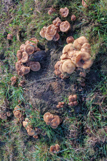istock some small mushrooms in the mountains 1845955012