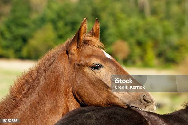 Porträt Von Warmblood Fohlen Stockfoto und mehr Bilder von Fohlen - Fohlen, Fotografie, Herbst