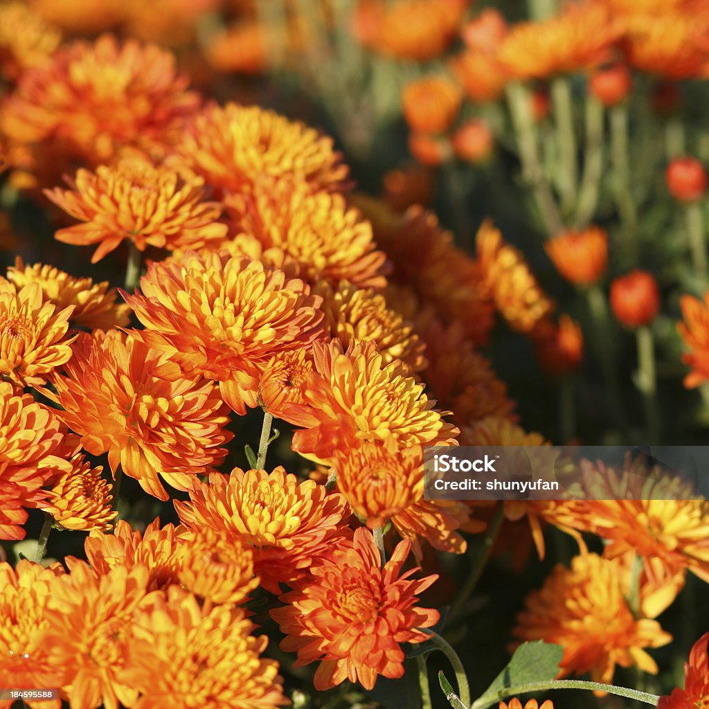 Nature: Chrysanthème - Photo de Anthémis libre de droits