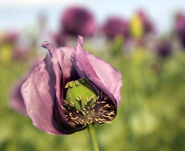 detail of opium poppy flower in latin papaver somniferum - oriental poppy poppy close up purple imagens e fotografias de stock