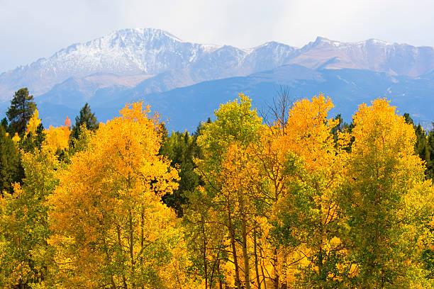 Aspen trees turn to gold in the Pike National Forest at the base of Pikes Peak Colorado.