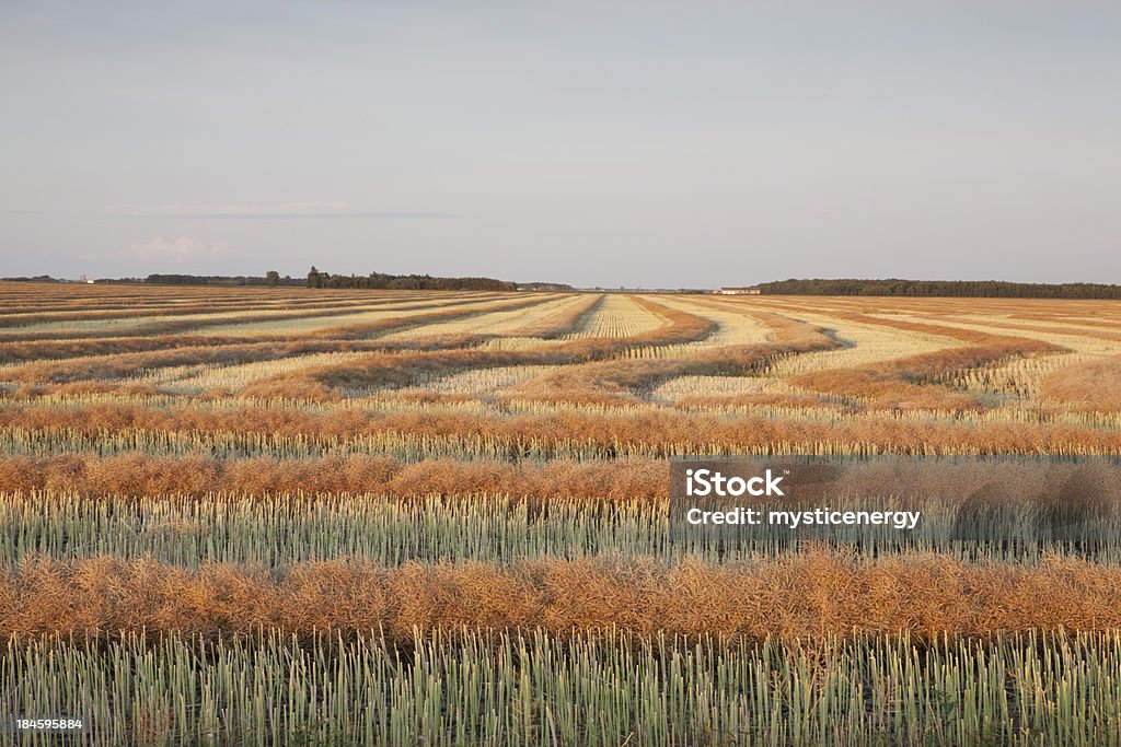 Mature Canola - Foto stock royalty-free di Canola