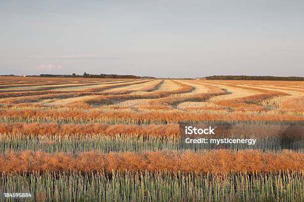 Mature Canola - Fotografie stock e altre immagini di Canola - Canola, Siccità, Autunno