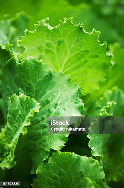 Verde Folhas De Alface - Fotografias de stock e mais imagens de Alface - Alface, Alface Cabeça de Manteiga, Alimentação Saudável