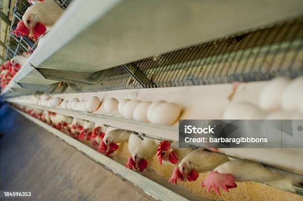 Gabbia Per Gli Uccelli - Fotografie stock e altre immagini di Bianco - Bianco, Gabbia, Gabbia per gli uccelli