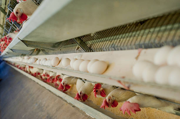 istock Side view photograph of chickens and their eggs in a row 184596353