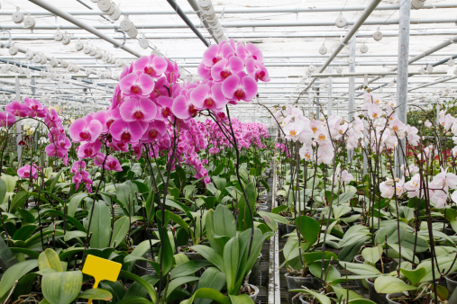 Phalenopsis orchids in a plant nursery