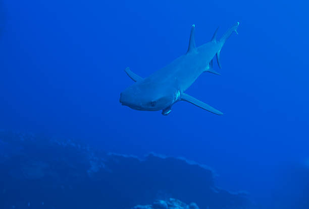 weißspitzenhai - whitetip reef shark stock-fotos und bilder