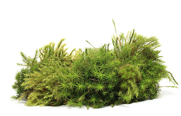 moss - mousse végétale photos et images de collection