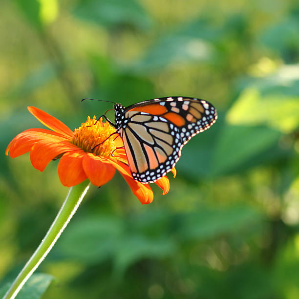 istock Monarch butterfly resting on an orange flower 184597041