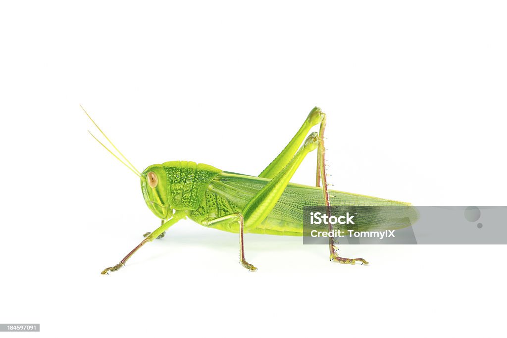 Chondracris rosada brunneri - Foto de stock de Recortable libre de derechos