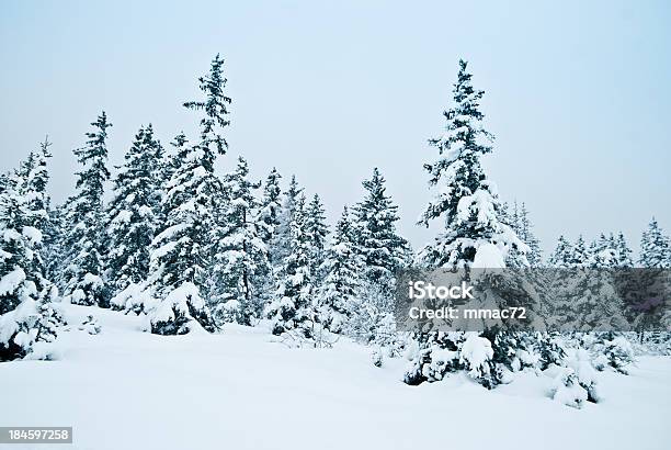 겨울맞이 풍경 인공눈 및 나무 0명에 대한 스톡 사진 및 기타 이미지 - 0명, 1월, 2월