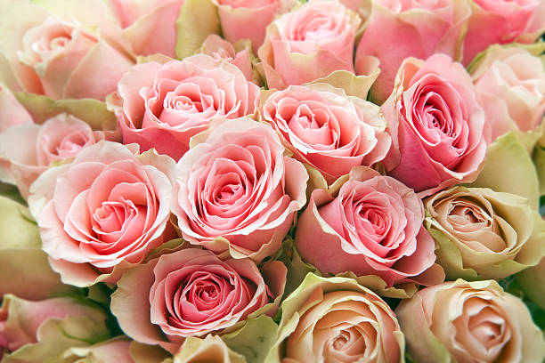 розовые розы. - dozen roses фотографии стоковые фото и изображения
