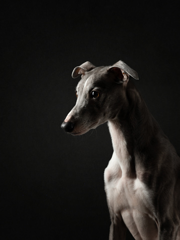 silhouette dog on a black background. Funny whippet in the studio. Beautiful light