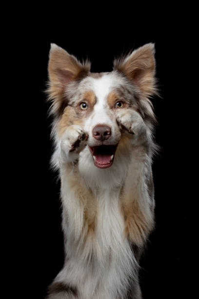 istock the dog waves paws. Funny border collie on a black background in the studio 1845975190